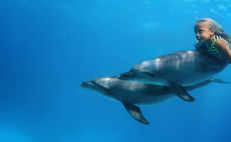 Dolphin