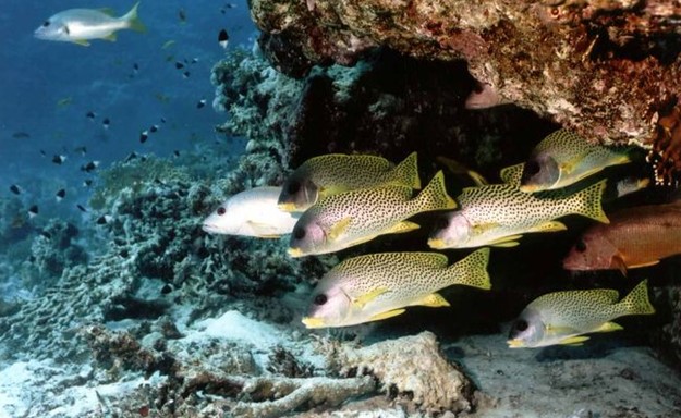 Blind Reef / Shaabruhr Siyul