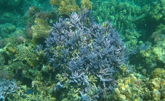 Red Sea Corals