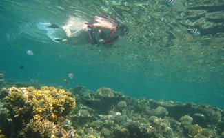 Daily Snorkeling Trips