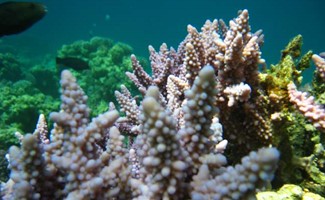 Red Sea Corals